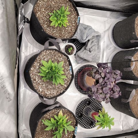 Banana Purple Punch Auto growlog timeline photo
