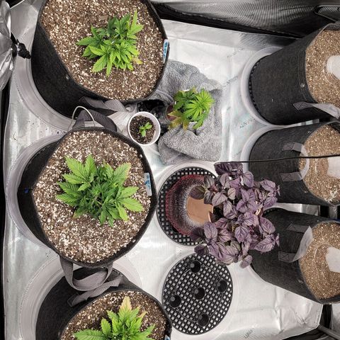 Banana Purple Punch Auto growlog timeline photo