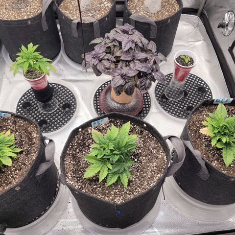 Banana Purple Punch Auto growlog timeline photo