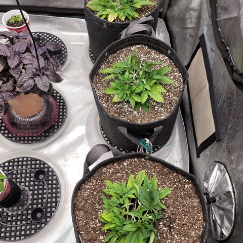 Banana Purple Punch Auto growlog timeline photo