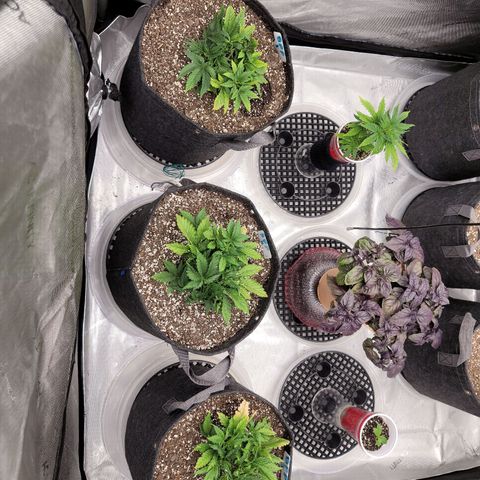 Banana Purple Punch Auto growlog timeline photo