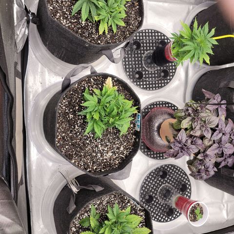 Banana Purple Punch Auto growlog timeline photo