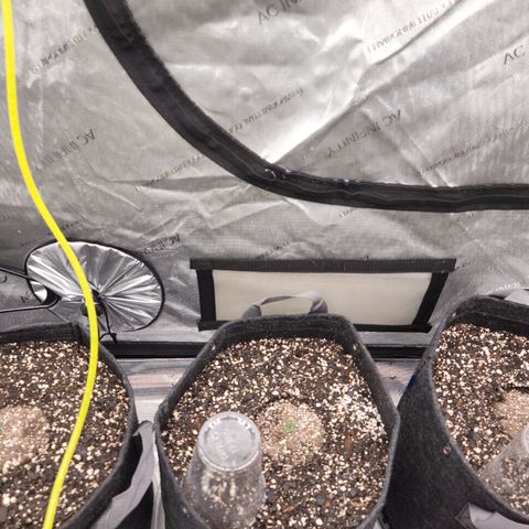Strawberry Gorilla Auto growlog timeline photo