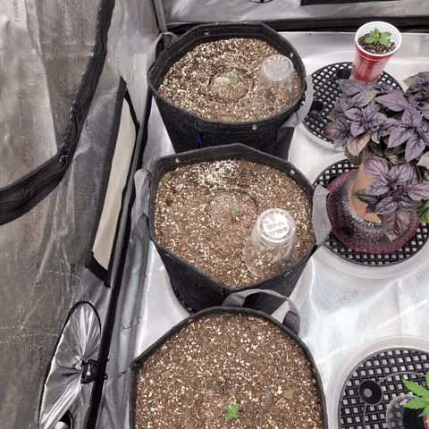 Strawberry Gorilla Auto growlog timeline photo