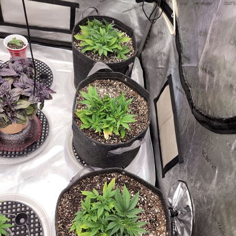 Banana Purple Punch Auto growlog timeline photo