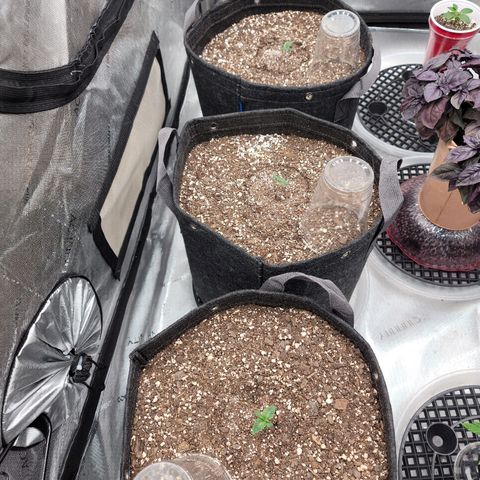 Strawberry Gorilla Auto growlog timeline photo