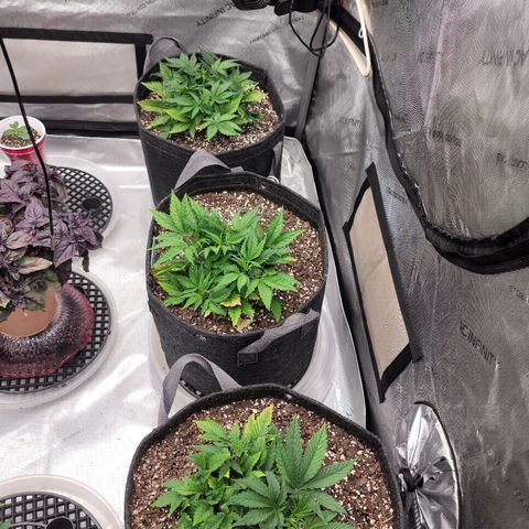 Banana Purple Punch Auto growlog timeline photo
