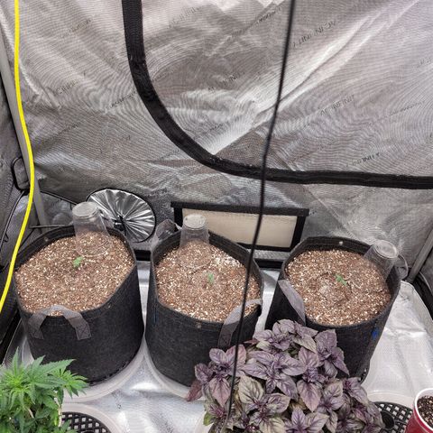 Strawberry Gorilla Auto growlog timeline photo