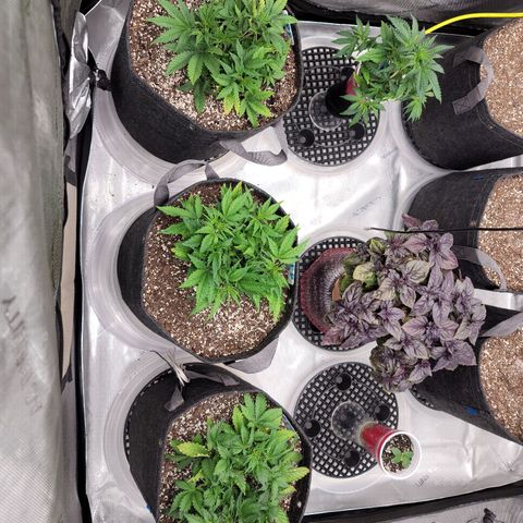 Banana Purple Punch Auto growlog timeline photo