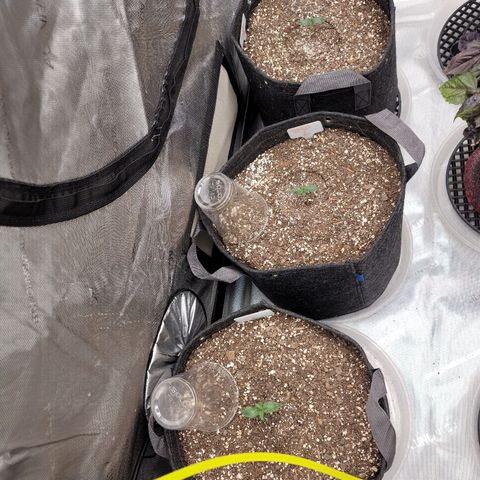 Strawberry Gorilla Auto growlog timeline photo