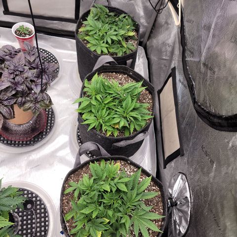 Banana Purple Punch Auto growlog timeline photo