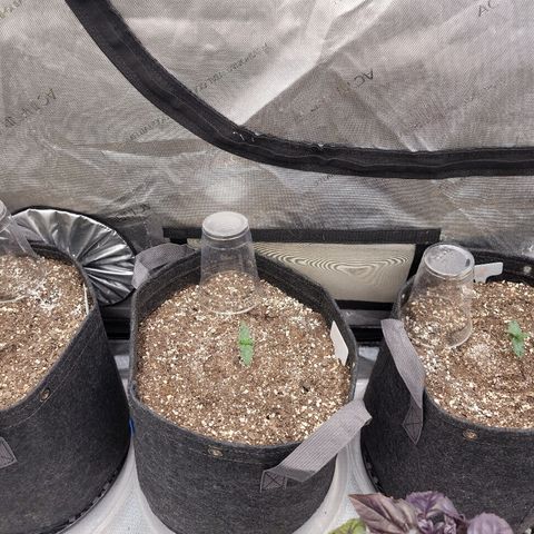 Strawberry Gorilla Auto growlog timeline photo