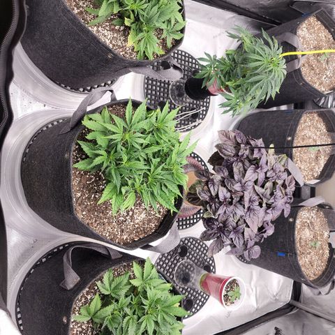 Banana Purple Punch Auto growlog timeline photo