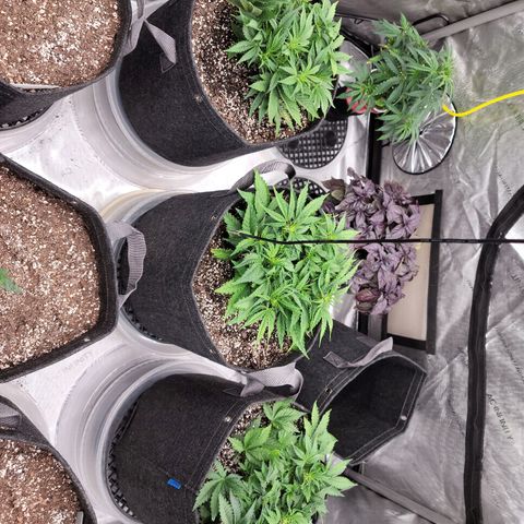 Banana Purple Punch Auto growlog timeline photo