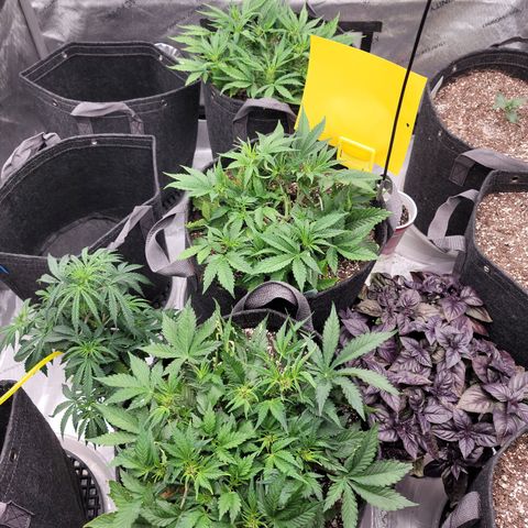 Banana Purple Punch Auto growlog timeline photo