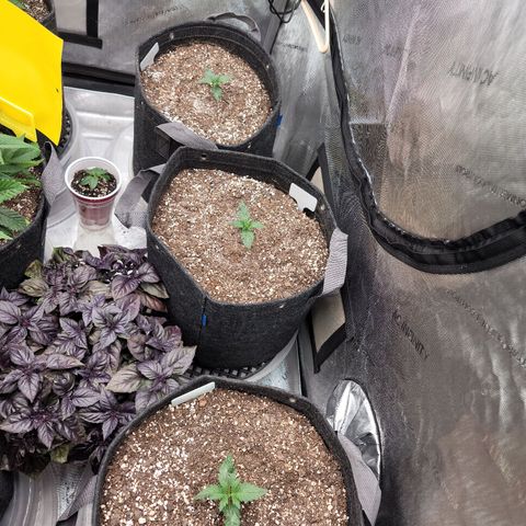 Strawberry Gorilla Auto growlog timeline photo