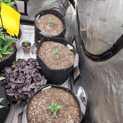 Strawberry Gorilla Auto growlog timeline photo