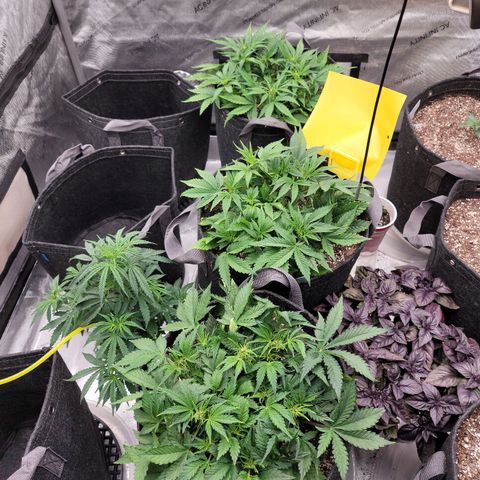 Banana Purple Punch Auto growlog timeline photo