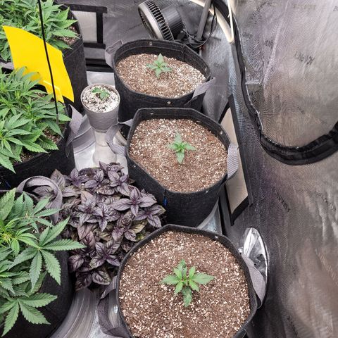 Strawberry Gorilla Auto growlog timeline photo