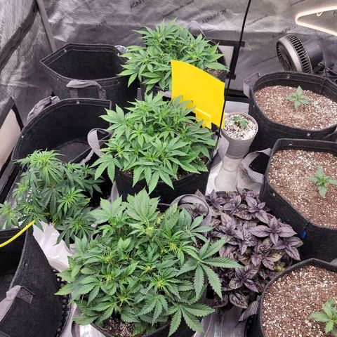 Banana Purple Punch Auto growlog timeline photo