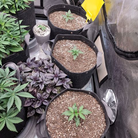 Strawberry Gorilla Auto growlog timeline photo