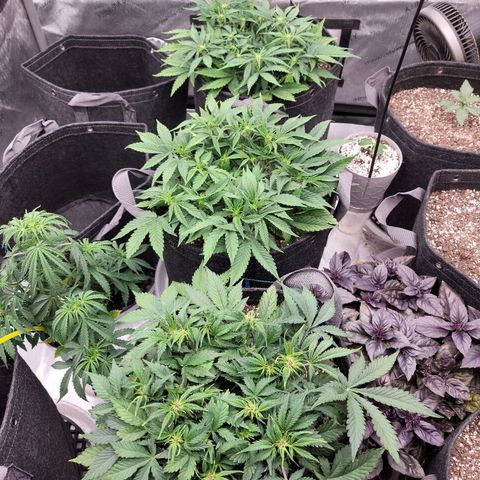 Banana Purple Punch Auto growlog timeline photo
