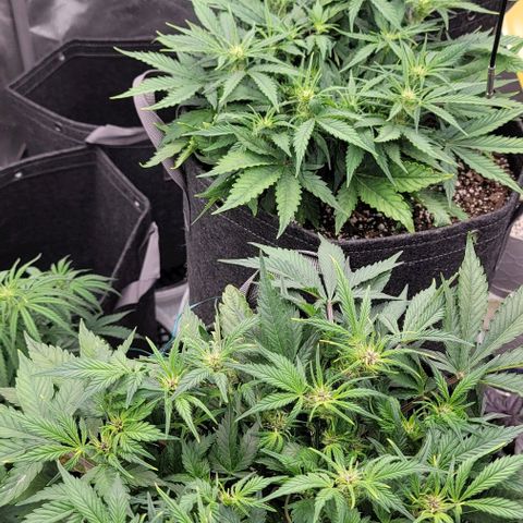 Banana Purple Punch Auto growlog timeline photo