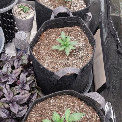 Strawberry Gorilla Auto growlog timeline photo