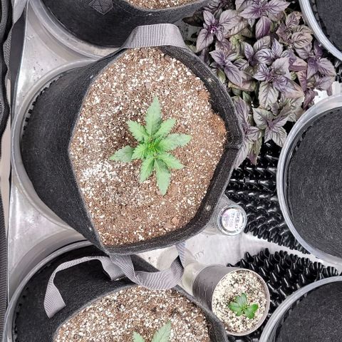 Strawberry Gorilla Auto growlog timeline photo