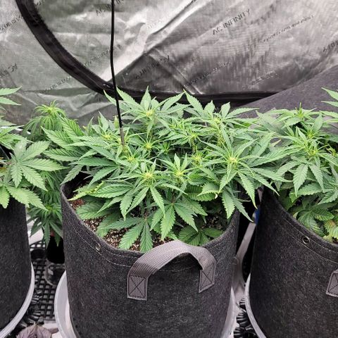Banana Purple Punch Auto growlog timeline photo