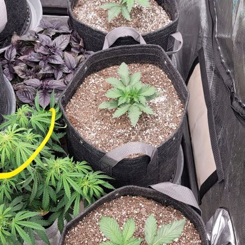 Strawberry Gorilla Auto growlog timeline photo