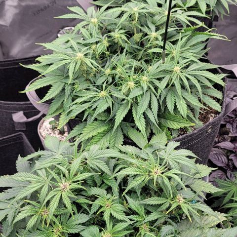 Banana Purple Punch Auto growlog timeline photo