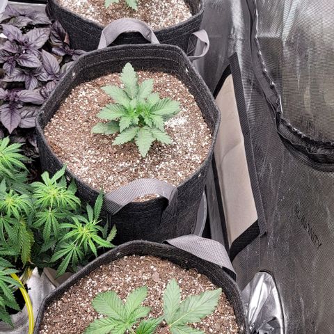 Strawberry Gorilla Auto growlog timeline photo