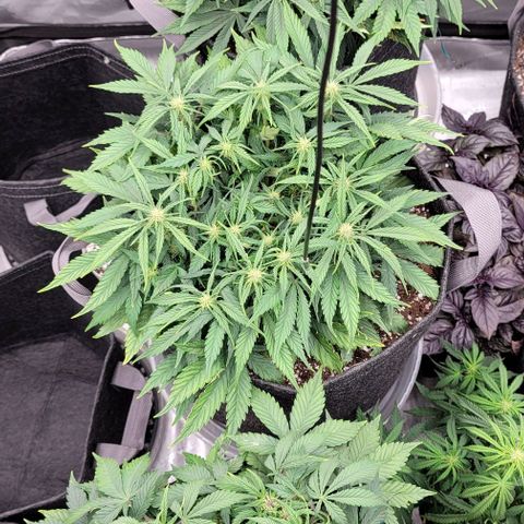 Banana Purple Punch Auto growlog timeline photo