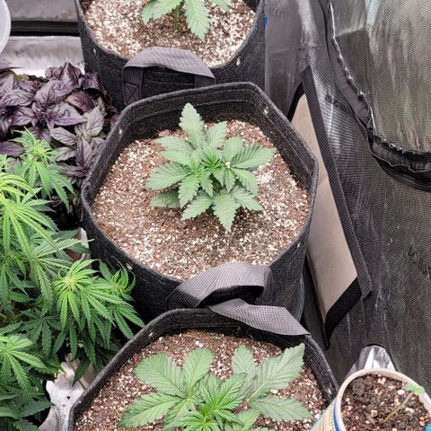 Strawberry Gorilla Auto growlog timeline photo