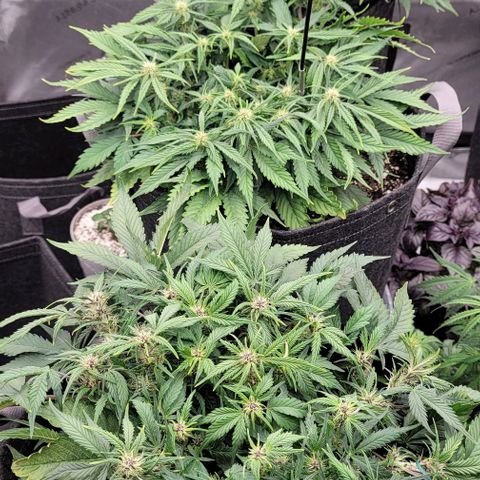 Banana Purple Punch Auto growlog timeline photo
