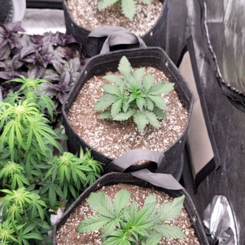 Strawberry Gorilla Auto growlog timeline photo