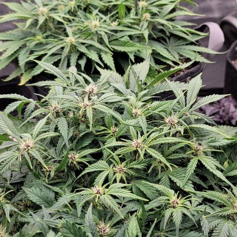Banana Purple Punch Auto growlog timeline photo