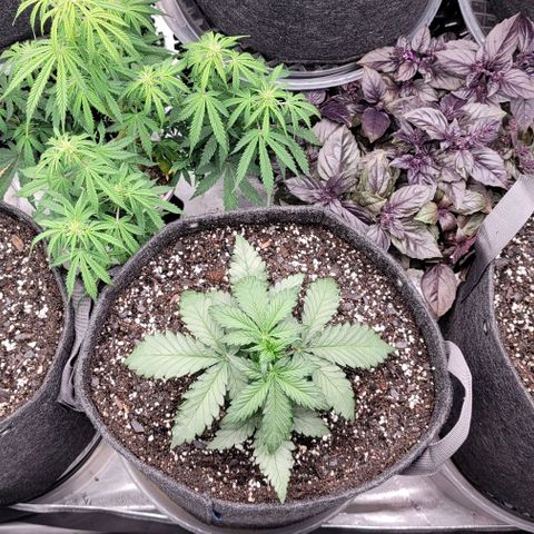 Strawberry Gorilla Auto growlog timeline photo