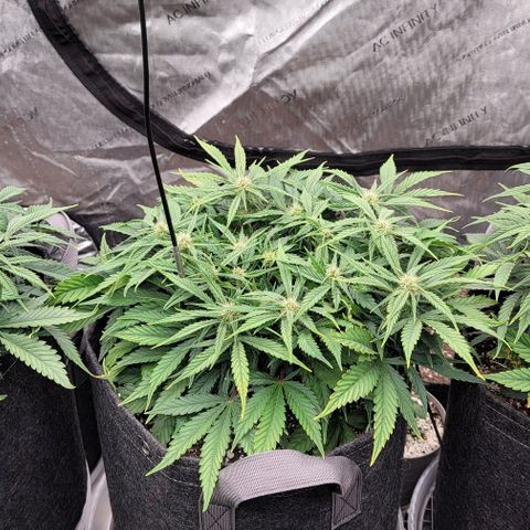 Banana Purple Punch Auto growlog timeline photo