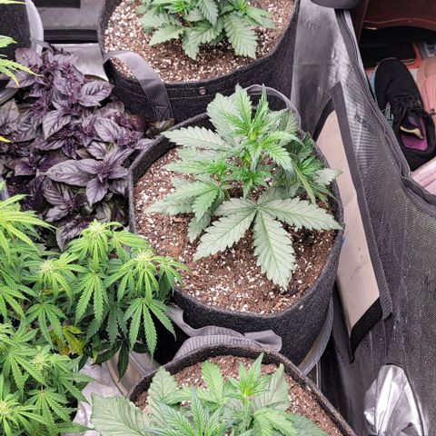 Strawberry Gorilla Auto growlog timeline photo