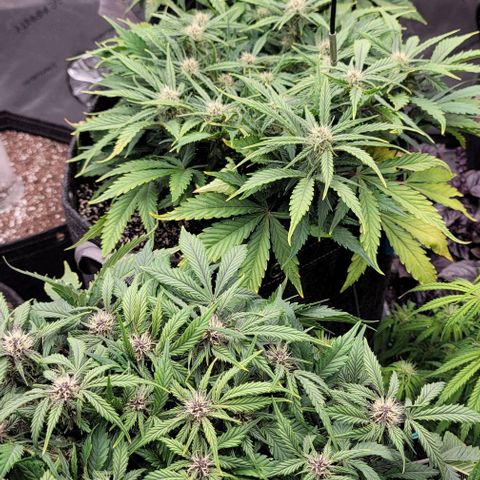 Banana Purple Punch Auto growlog timeline photo
