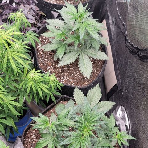 Strawberry Gorilla Auto growlog timeline photo