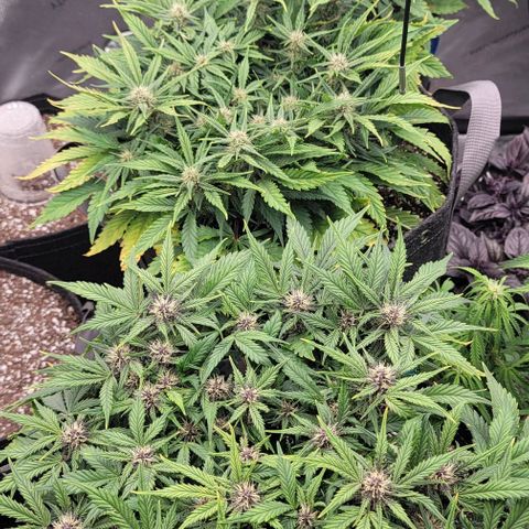 Banana Purple Punch Auto growlog timeline photo