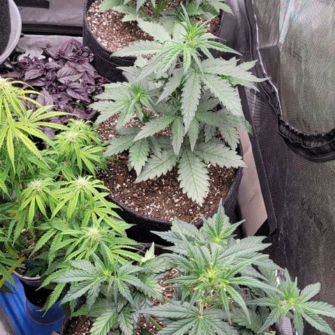 Strawberry Gorilla Auto growlog timeline photo