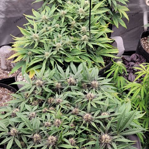 Banana Purple Punch Auto growlog timeline photo