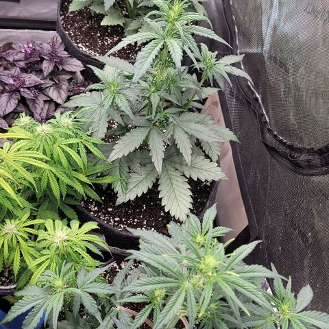 Strawberry Gorilla Auto growlog timeline photo