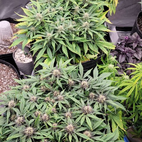 Banana Purple Punch Auto growlog timeline photo