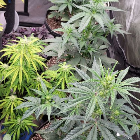 Strawberry Gorilla Auto growlog timeline photo