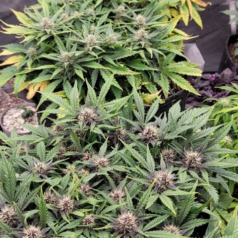 Banana Purple Punch Auto growlog timeline photo